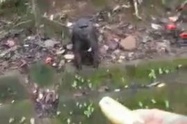 Walhi : Habitat dan populasi kera endemik di Maros Sulsel mulai terancam