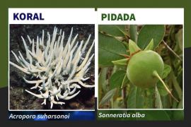 Pidada dan koral jadi maskot Hari Cinta Puspa dan Satwa Nasional 2021