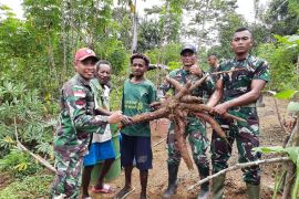 TNI bersama warga panen raya singkong di perbatasan RI-PNG