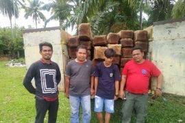 BB TNKS sita kayu balok, dan tangkap sopir truk