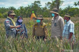 Nanas Tangkit merupakan jenis "Queen"