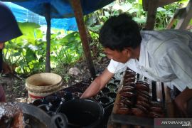 Harga gula merah di Agam turun dratis selama pandemi COVID-19