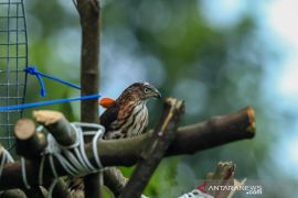 Balai TN Gunung Halimun Salak lepasliarkan elang, alap-alap, dan kukang peringati HCPSN