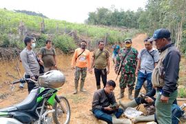 Tim gabungan kembali lakukan pencarian jejak harimau liar yang masuk perkebunan di Palas