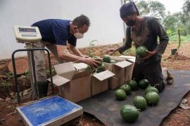 Panen buah alpukat kendil