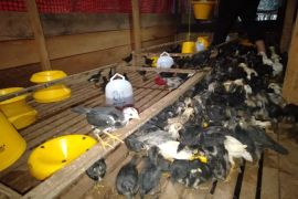 BRGM kembangkan industri pakan ternak berbahan sagu di Meranti