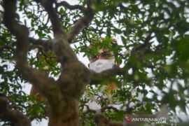 Perawatan Tanaman Bonsai