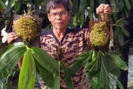 M Zulfikli tertarik anggrek lantaran unik