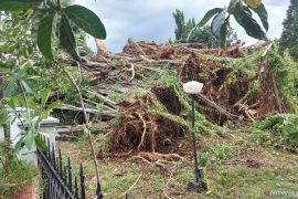 Evakuasi pohon tumbang di Otista Raya ditargetkan rampung empat hari