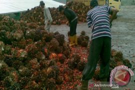 Harga TBS di Kotabaru terus naik hingga Rp3.050/kg