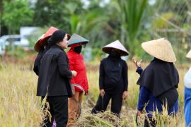Puan Maharani: Persawahan Dewi Rembang Banyuwangi berpotensi jadi agrowisata