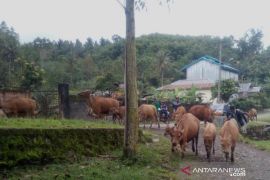 Puskeswan Curup tangani penyebaran virus jembrana