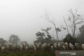 Brazil selidiki dugaan penyakit sapi gila pada manusia
