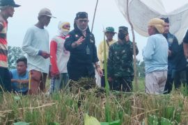Agriculture minister urges Karawang farmers to harvest thrice a year