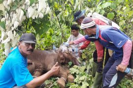 Terkena jerat, belalai anak gajah nyaris putus di Aceh Jaya