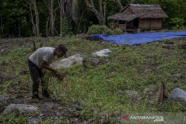 Produktivitas Kacanag Tanah masih Rendah Page 2 Small