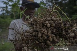 Produktivitas Kacanag Tanah masih Rendah Page 3 Small