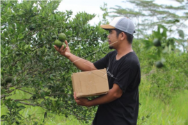 Jeruk komoditas unggulan Sambas