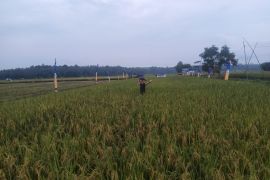 Sertani uji coba pengelolaan sawah organik di Matarambaru Lampung Timur