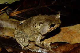 BRIN identifies two new horned frog species in Sumatra