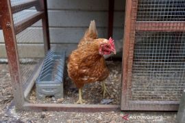 Belgia melaporkan wabah baru flu burung