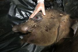 Nekropsi anak gajah Sumatera