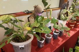 Serius ? Ekspor tanaman hias di Kediri Raya tembus Rp11,9 miliar