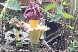 Bunga Bangkai mekar di halaman rumah warga di Bandarjaya, Lampung Tengah