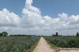 BI Jambi sebut sektor pariwisata menjadi potensi ekonomi baru