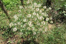 Hutan Balangan miliki potensi  tanaman hias