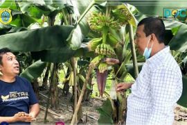 Tinjau perkebunan pisang cavendish Bupati Tanjabtim berharap pengelola bermitra dengan warga