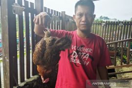 Peternak ayam petelur di Simeulue terancam gulung tikar