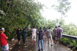 Ruas jalan Kelok 44 Agam tertutup pohon, jalan tak bisa dilalui kendaraan