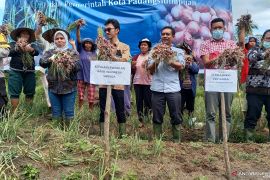 Poktan binaan BI Sibolga sukses panen perdana bawang merah 12 ton di lahan 6.000 meter