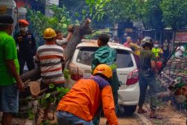 Heavy rains in Yogyakarta bring down trees, damage cars