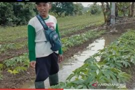 Petani Balangan kembangkan tanaman porang