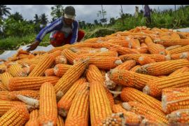 Pogram lumbung pangan Baznas diharapkan bisa tingkatkan produksi jagung Tanah Datar