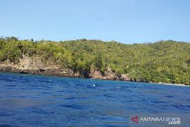 Pemkab Sangihe minta masyarakat tidak mengusik kehadiran dugong