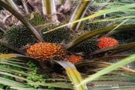 Sumut raih Rp12,5 triliun dari ekspor minyak kelapa sawit