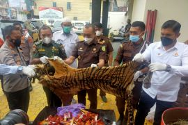 Kejaksaan Aceh Tengah musnahkan barang bukti kulit harimau dan paruh rangkong
