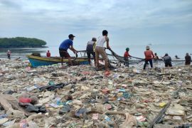 Ikan jenis hiu tutul seberat 2 ton masuk ke jaring nelayan payang di perairan sukaraja