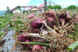 Harga bawang merah anjlok hingga hanya Rp6.000/kilogram, para petani di Alahan Panjang mengeluh