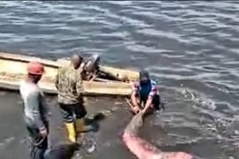 TNI AL selamatkan ikan duyung terdampar di pantai