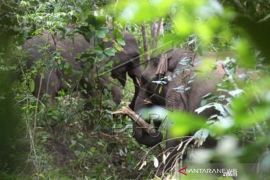 Gajah Sumatera Liar Mencari Makan Di Perkebunan Warga Page 1 Small