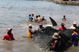 BKSDA Bengkulu sebut 2 penyebab hiu paus terjaring nelayan di Lampung