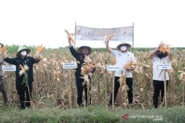 Menteri Pertanian panen raya jagung hibrida di Gowa Sulsel