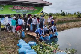 Pemkab Tapin tebar puluhan ribu bibit ikan untuk usaha rakyat