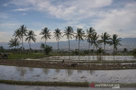 Peringatan Dampak La Nina di Sektor Pertanian Page 1 Small