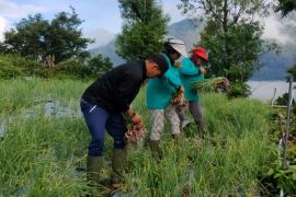 PMK: PLN dukung pertanian modern lewat "Electrifying Agriculture"