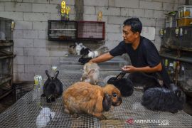 Peternak kelinci hias